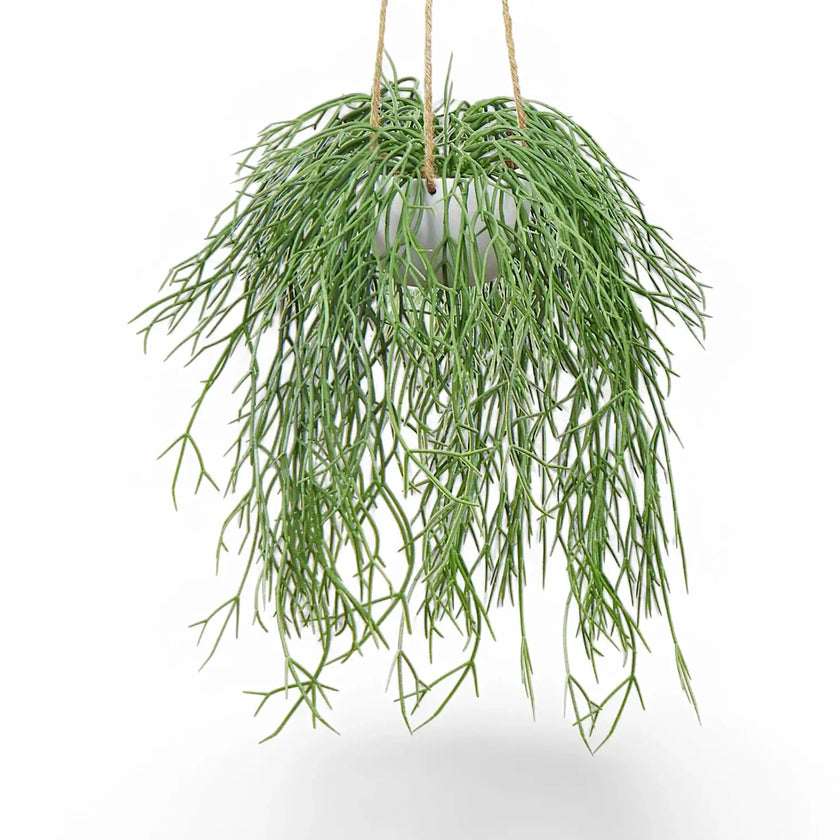Rhipsalis micrantha ssp. kirbergii potted houseplant in nursery pot on white background, product photo 2.