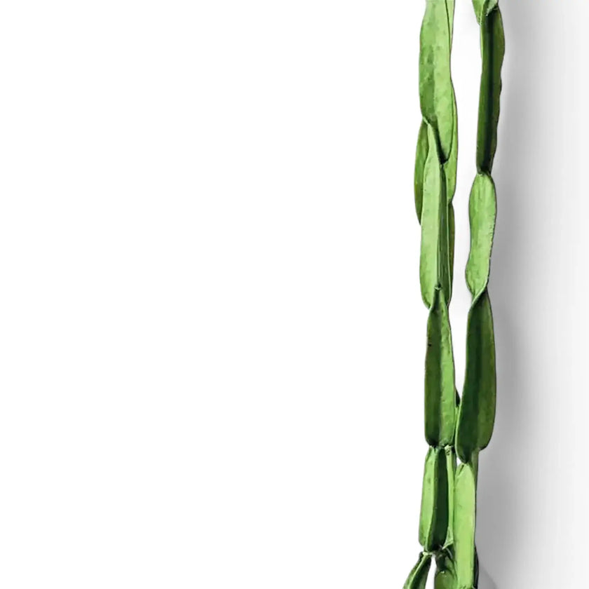 Rhipsalis paradoxa leaf close-up on white background.