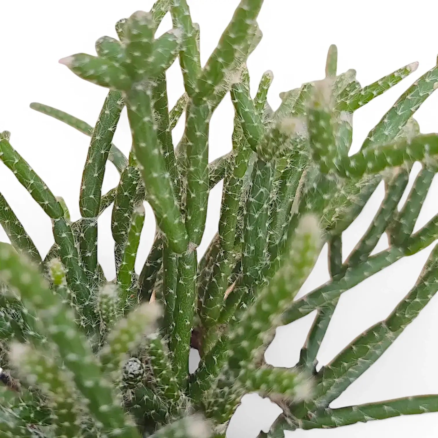 Rhipsalis pilocarpa leaf close-up on white background.
