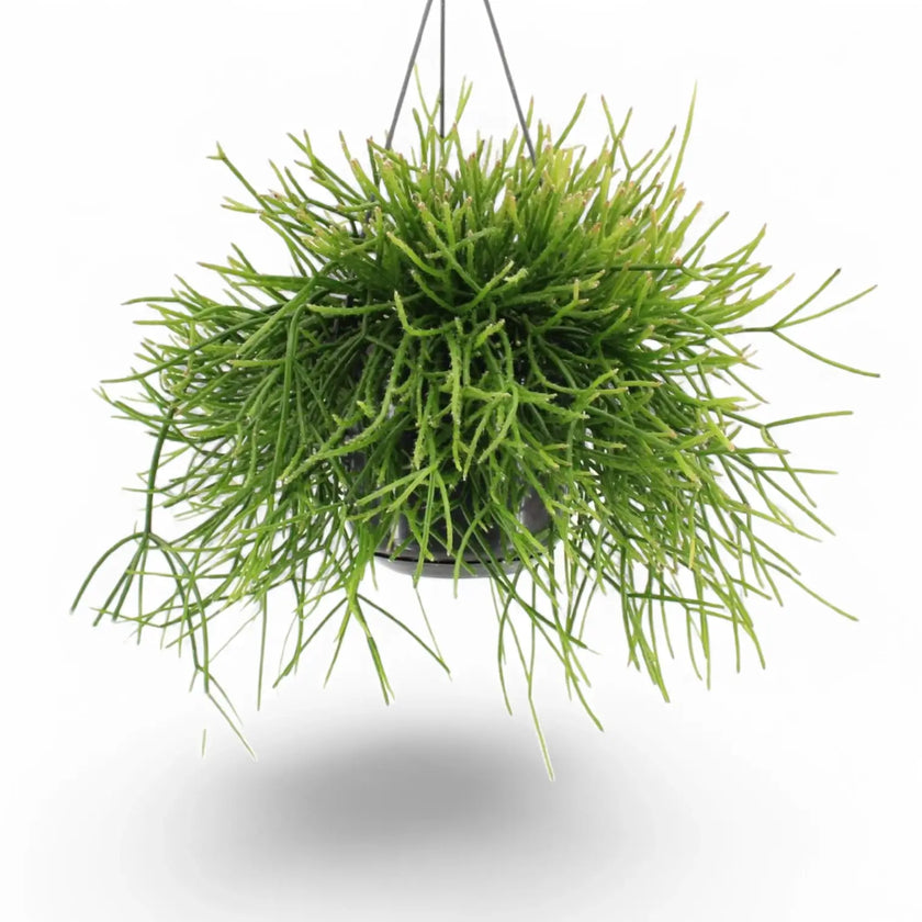 Rhipsalis pulchra potted houseplant in nursery pot on white background, product photo 2.