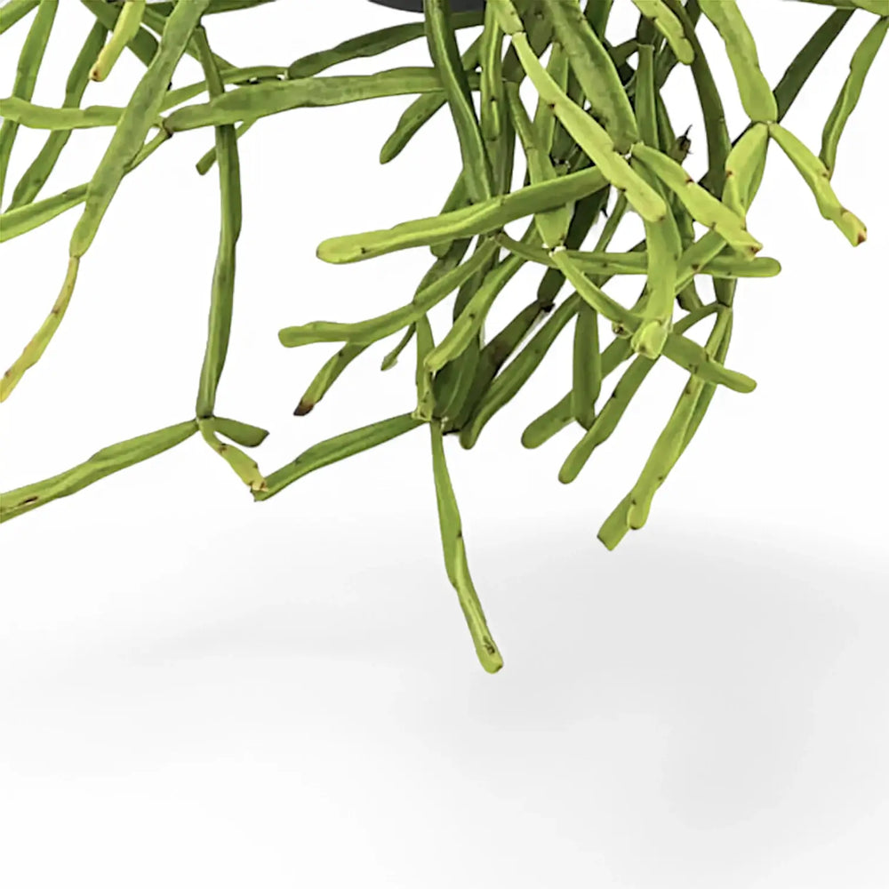 Rhipsalis trigona – Blattdetail vor weißem Hintergrund..