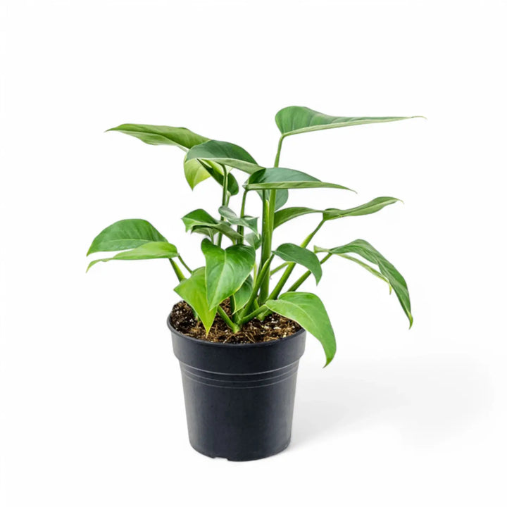 Rhodospatha latifolia potted houseplant in nursery pot on white background, product photo 2.