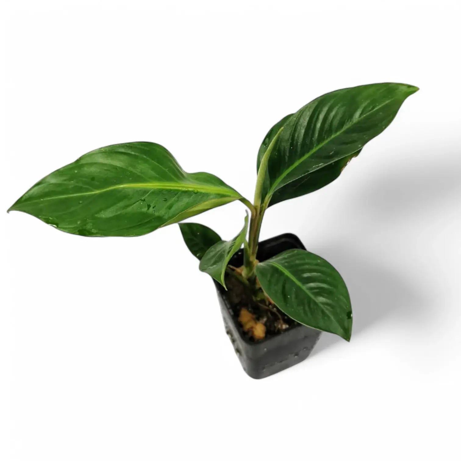 Rhodospatha moritziana Zimmerpflanze im Anzuchttopf vor weißem Hintergrund, Produktfoto 3.