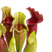 Sarracenia Juthatip Soper close-up with red-green pitcher leaves.