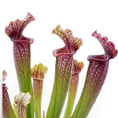 Sarracenia Juthatip Soper close-up with red-green pitcher leaves.