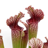 Sarracenia Juthatip Soper close-up with red-green pitcher leaves.