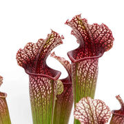 Sarracenia Juthatip Soper close-up with red-green pitcher leaves.