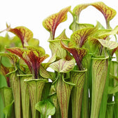 Sarracenia Juthatip Soper close-up with red-green pitcher leaves.
