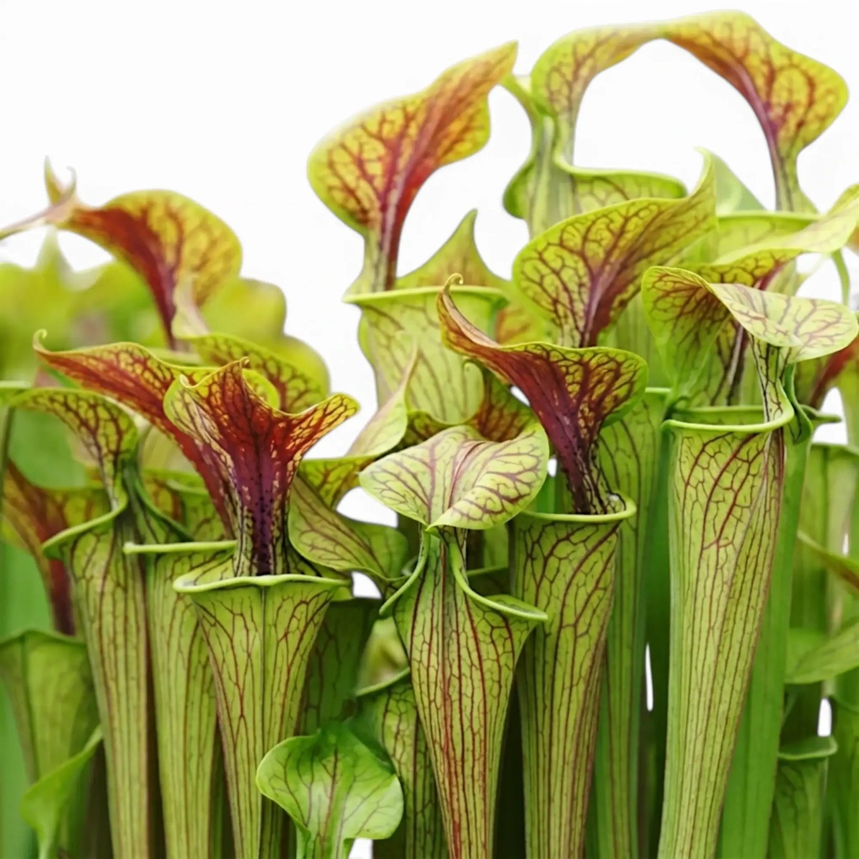 Sarracenia Juthatip Soper close-up with red-green pitcher leaves.