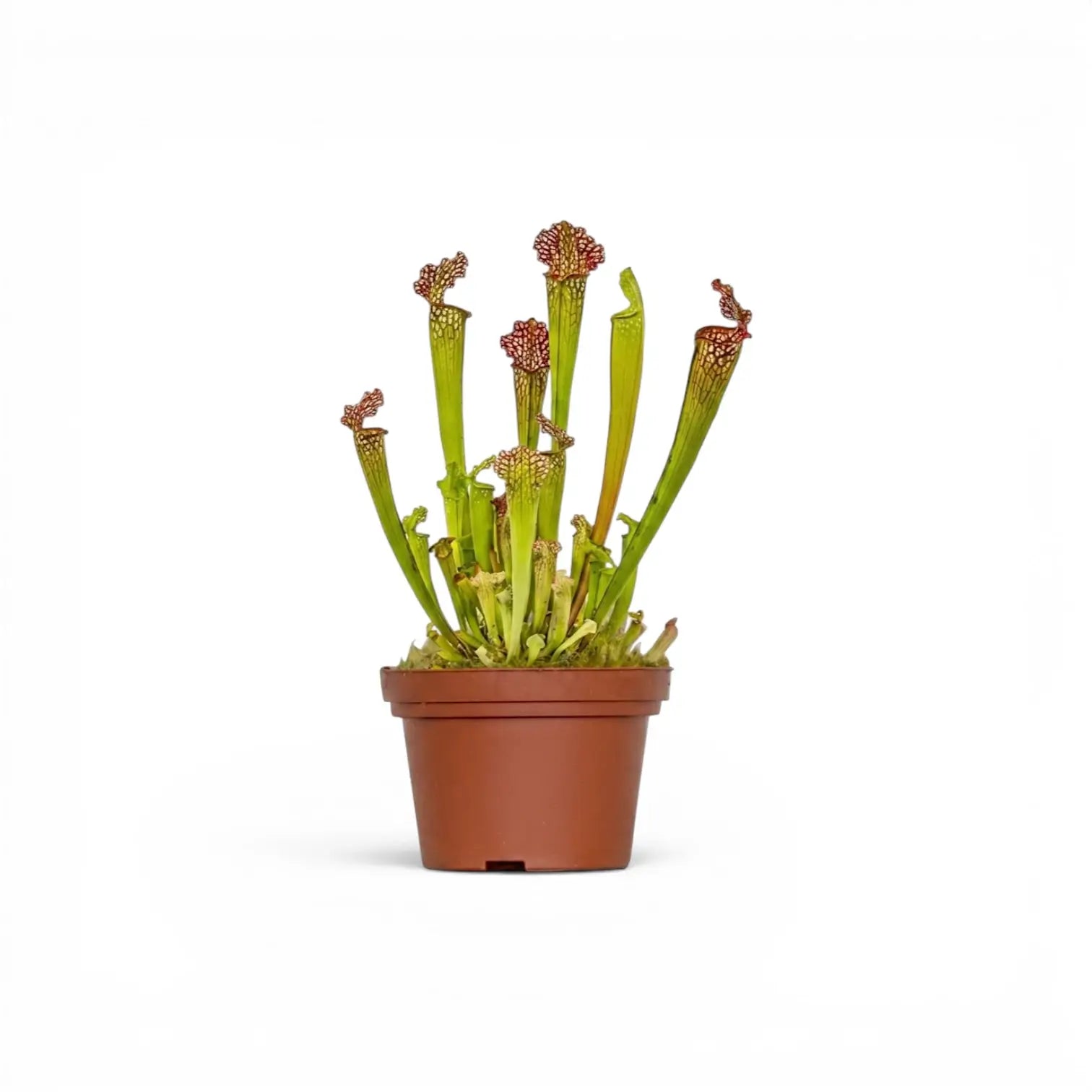 Sarracenia Juthatip Soper pitcher plant with upright pitchers in a nursery pot.