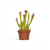 Sarracenia Juthatip Soper pitcher plant with upright pitchers in a nursery pot.