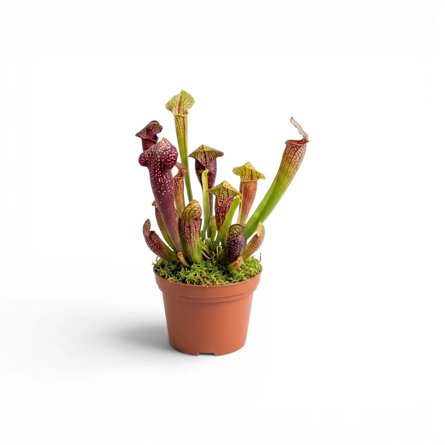 Sarracenia Juthatip Soper pitcher plant with upright pitchers in a nursery pot.