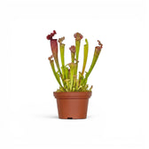 Sarracenia Juthatip Soper pitcher plant with upright pitchers in a nursery pot.