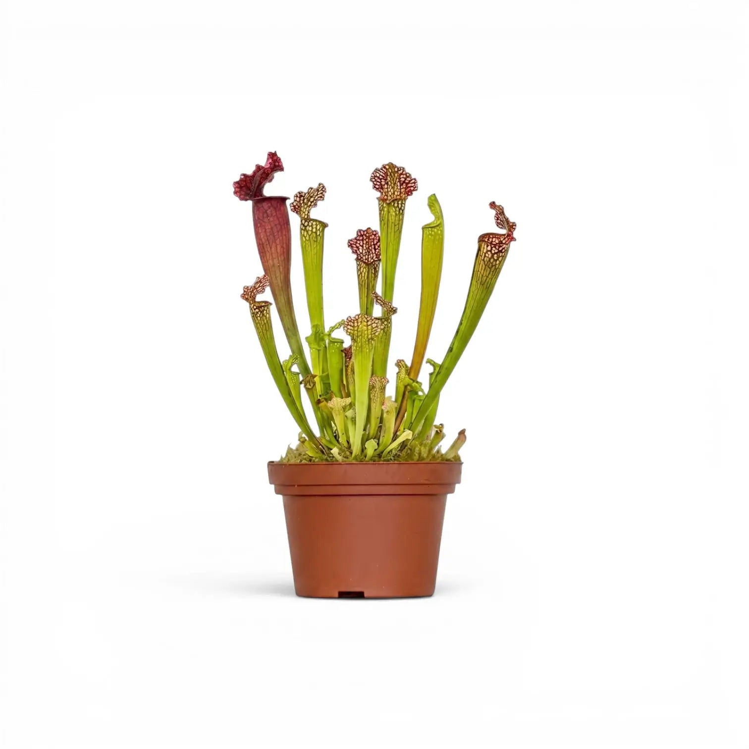 Sarracenia Juthatip Soper pitcher plant with upright pitchers in a nursery pot.
