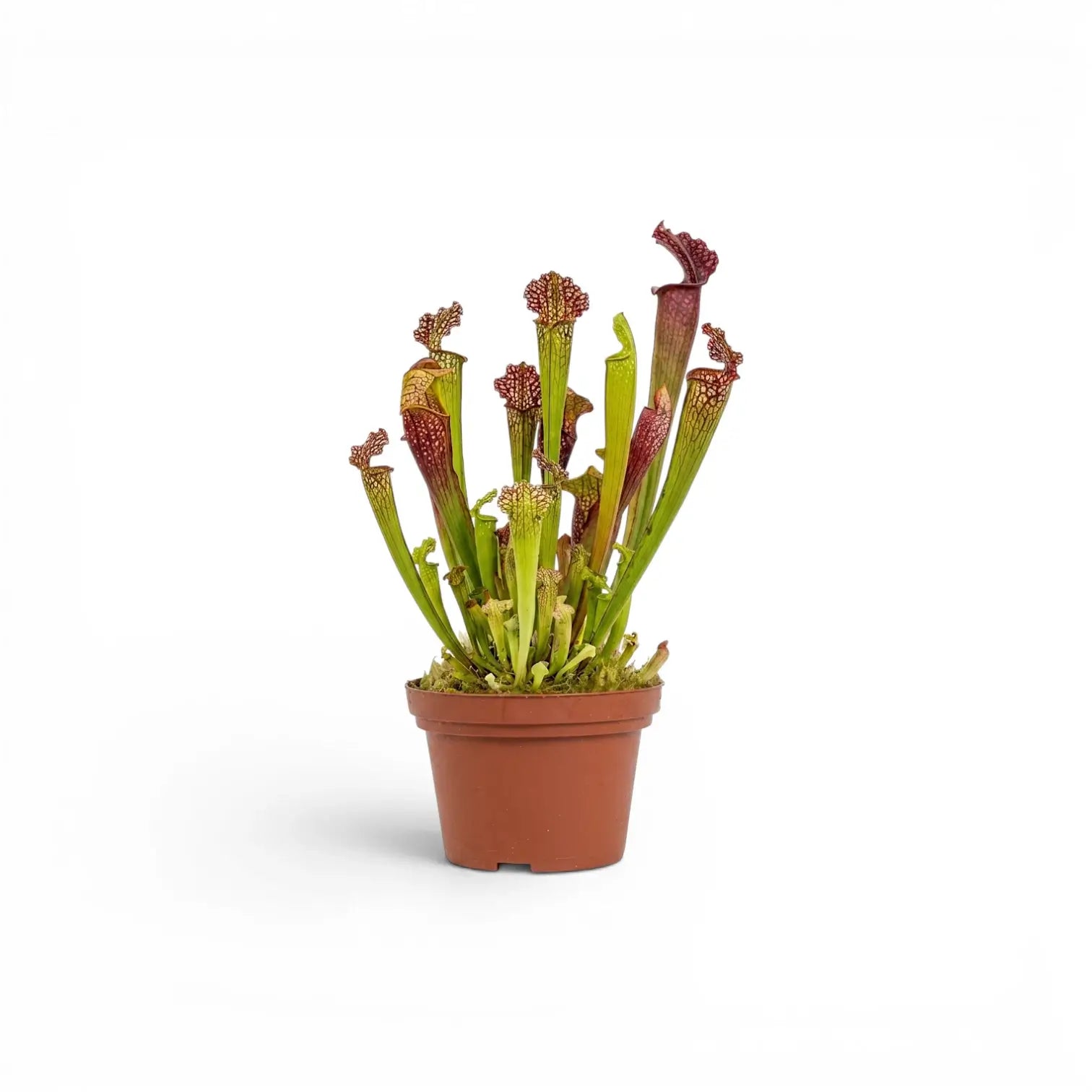 Sarracenia Juthatip Soper pitcher plant with upright pitchers in a nursery pot.