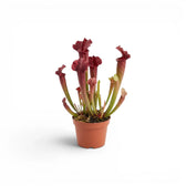 Sarracenia Juthatip Soper pitcher plant with upright pitchers in a nursery pot.