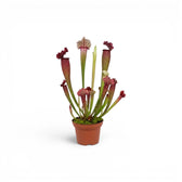 Sarracenia Juthatip Soper pitcher plant with upright pitchers in a nursery pot.