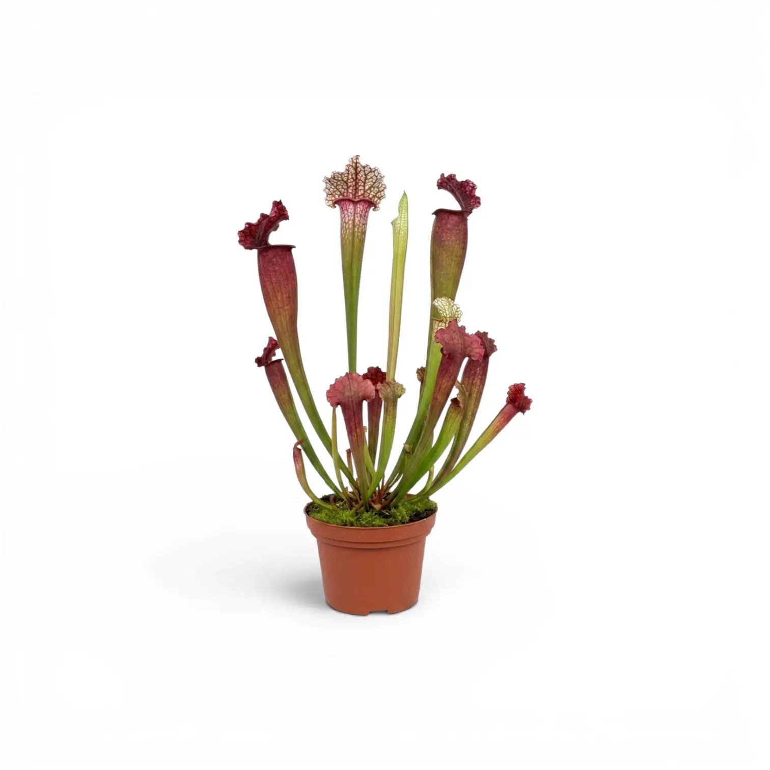 Sarracenia Juthatip Soper pitcher plant with upright pitchers in a nursery pot.