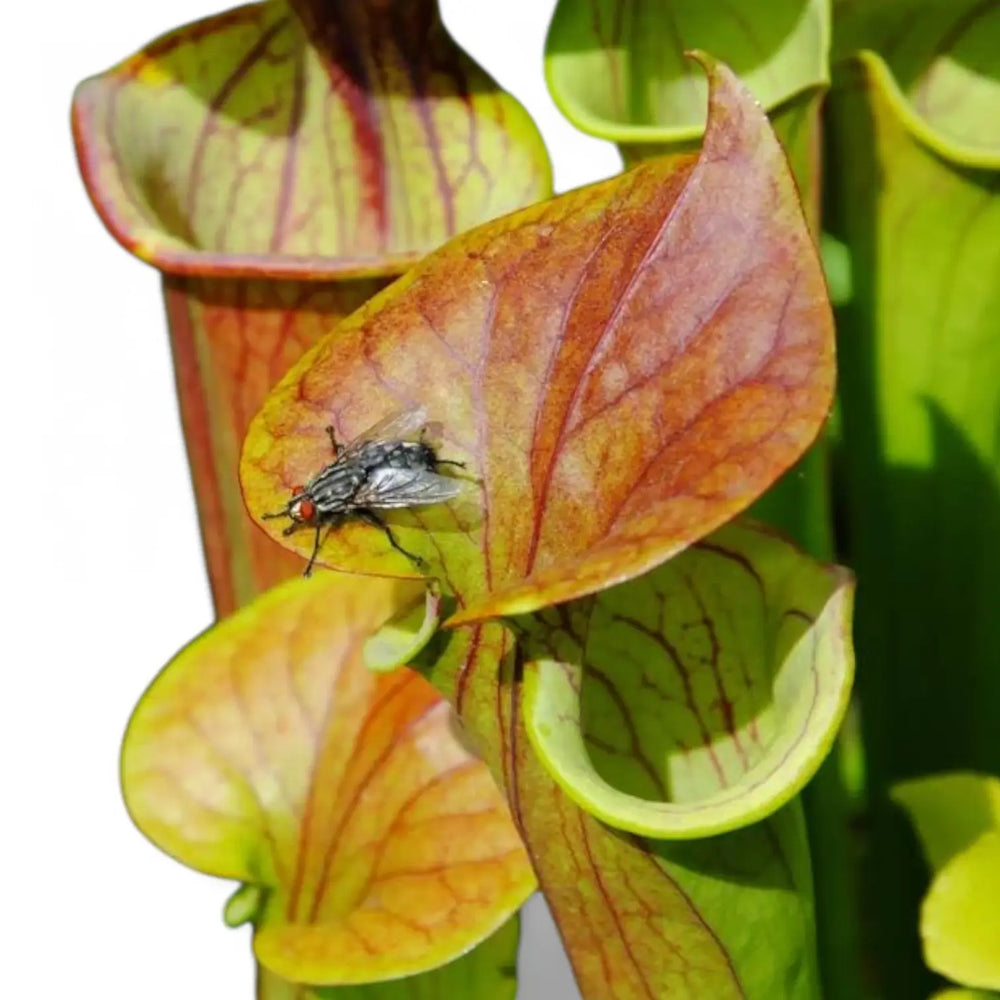 Sarracenia 'Juthatip Soper' – Blattdetail vor weißem Hintergrund..