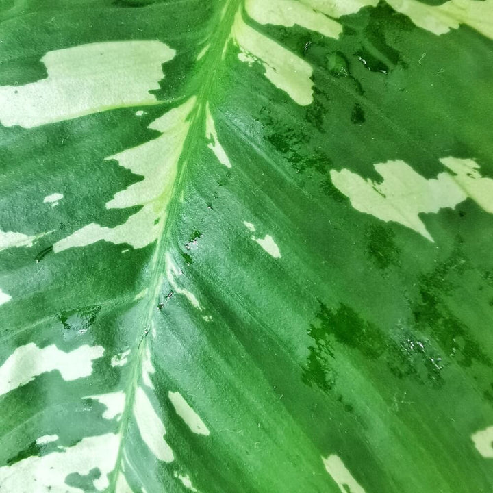 Schismatoglottis calyptrata Zimmerpflanze im Anzuchttopf vor weißem Hintergrund, Produktfoto 2.