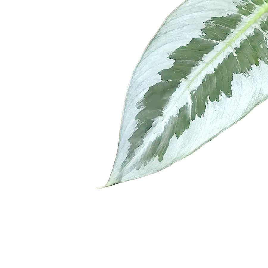 Schismatoglottis hainanensis – Blattdetail vor weißem Hintergrund..