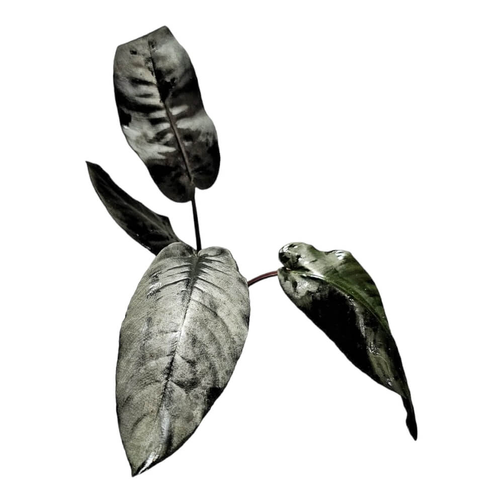 Schismatoglottis metallica potted houseplant in nursery pot on white background, product photo 3.