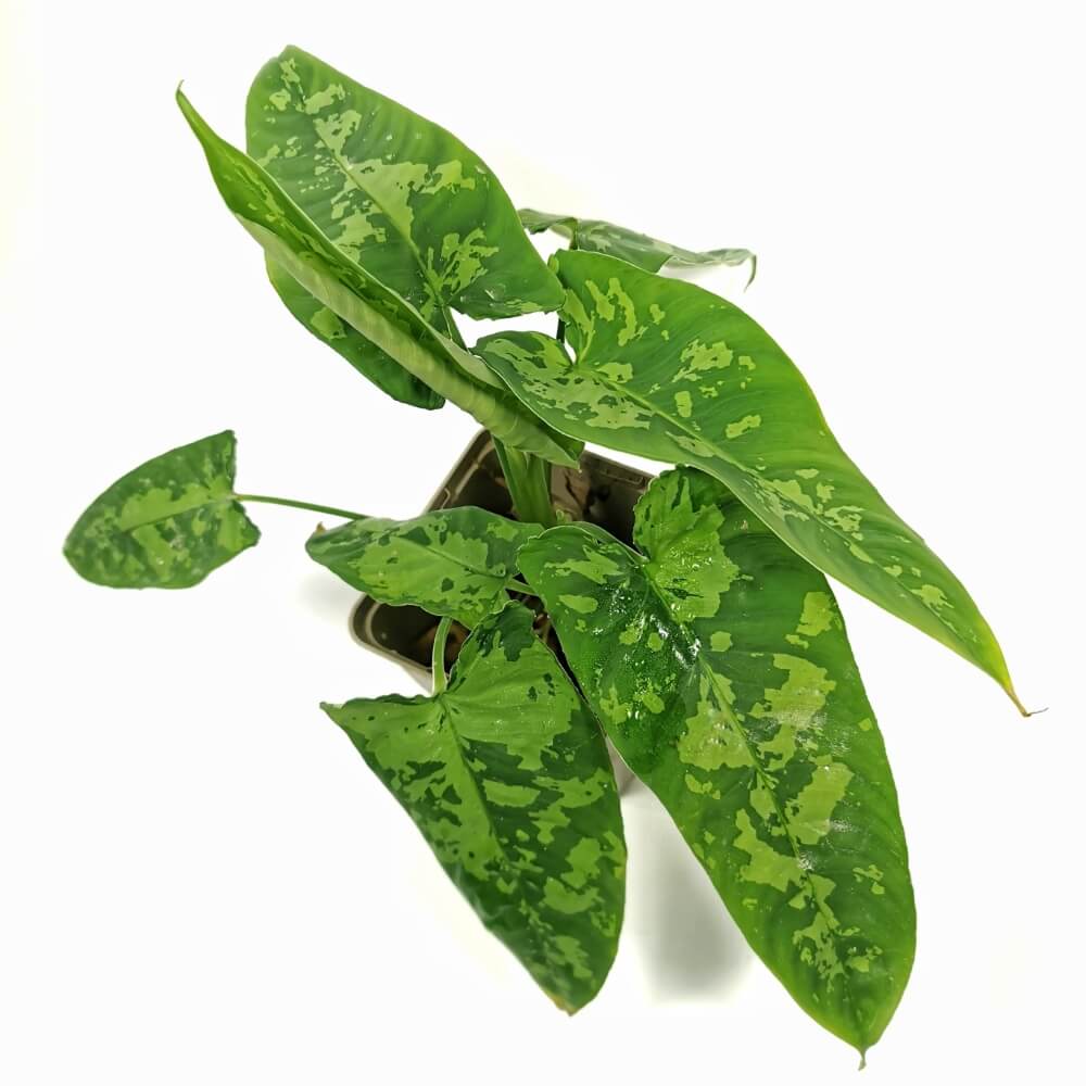 Schismatoglottis sp Zimmerpflanze im Anzuchttopf vor weißem Hintergrund, Produktfoto 6.