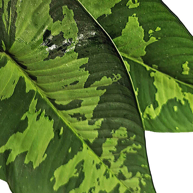 Schismatoglottis sp Zimmerpflanze im Anzuchttopf vor weißem Hintergrund, Produktfoto 8.