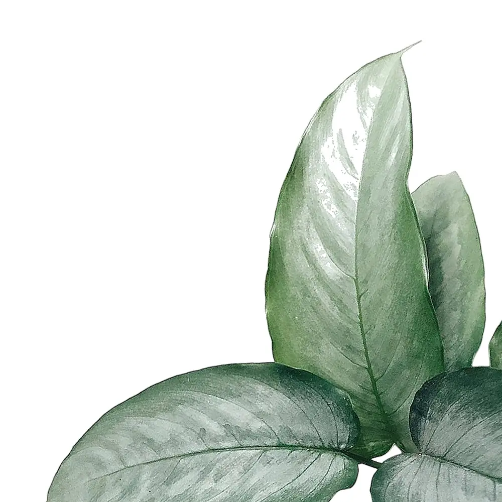 Schismatoglottis sp. 'Silver' – Blattdetail vor weißem Hintergrund..