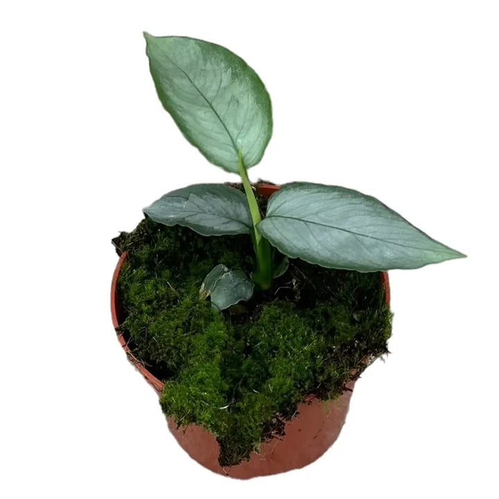 Schismatoglottis sp. 'Silver' Zimmerpflanze im Anzuchttopf vor weißem Hintergrund, Produktfoto 2.