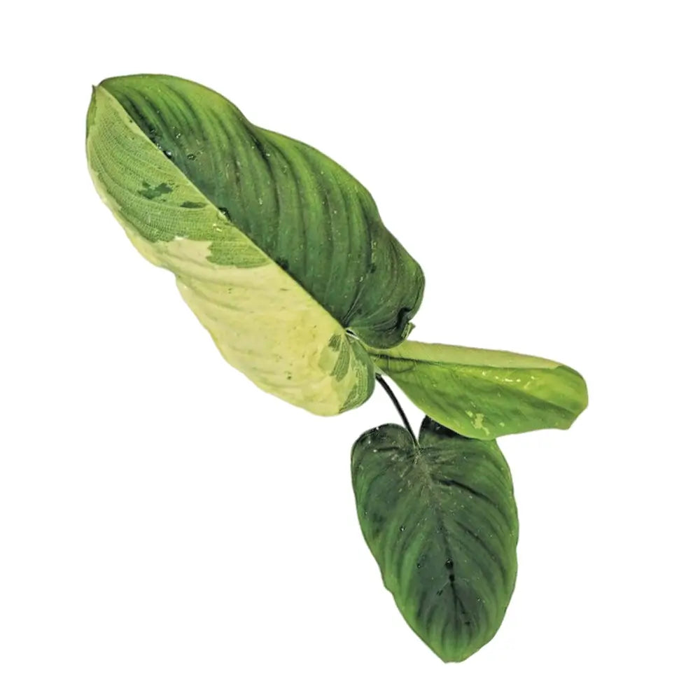 Schismatoglottis sp variegata – Blattdetail vor weißem Hintergrund..