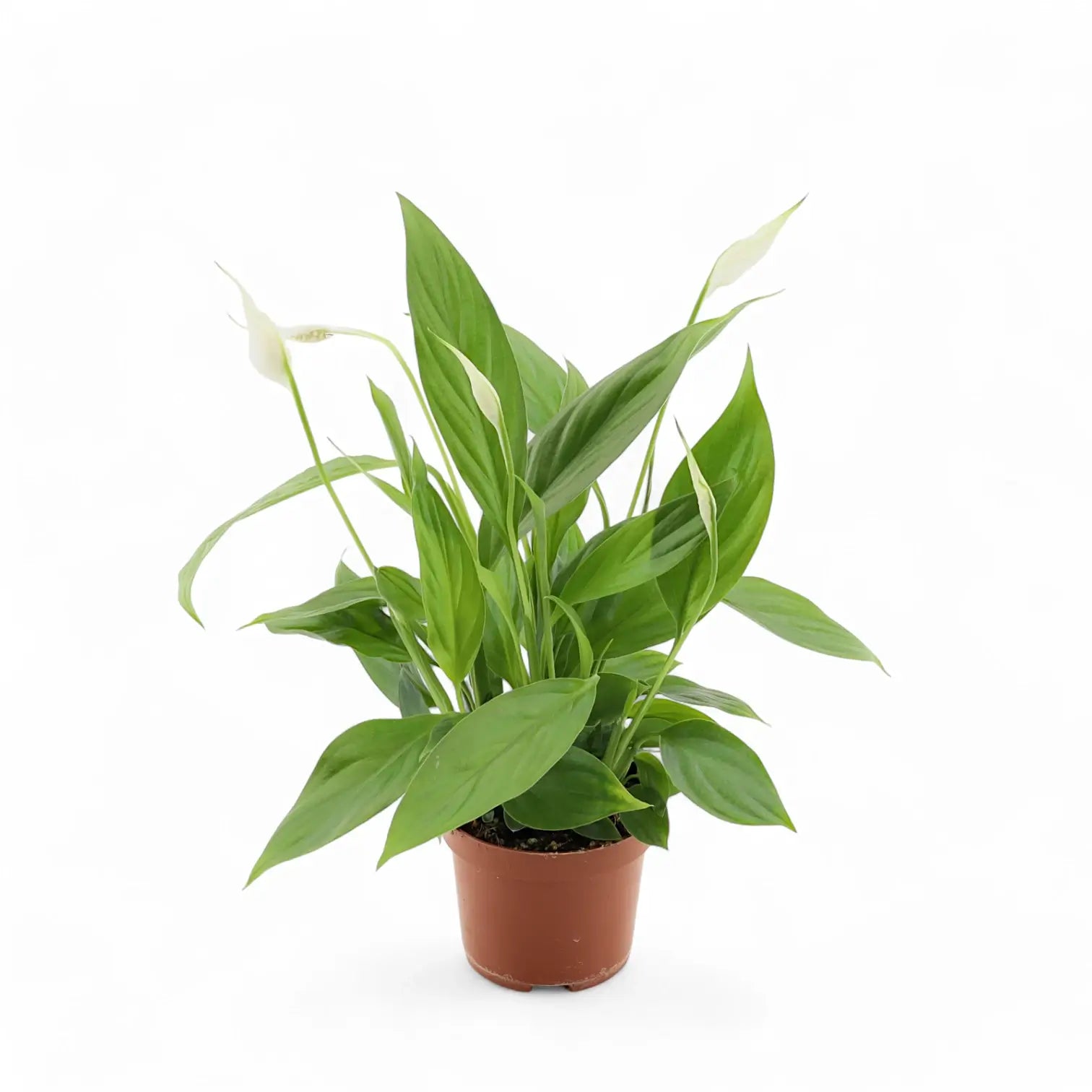 Spathiphyllum 'Alana' potted houseplant in nursery pot on white background, product photo 3.