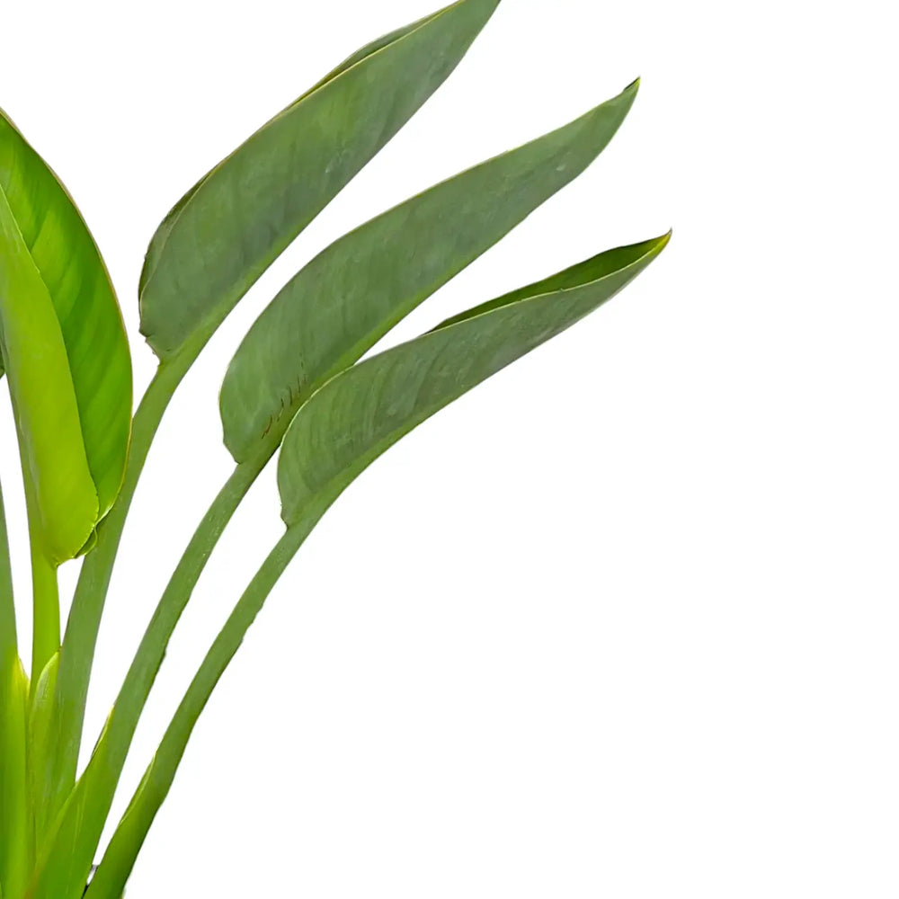 Strelitzia reginae – Blattdetail vor weißem Hintergrund..