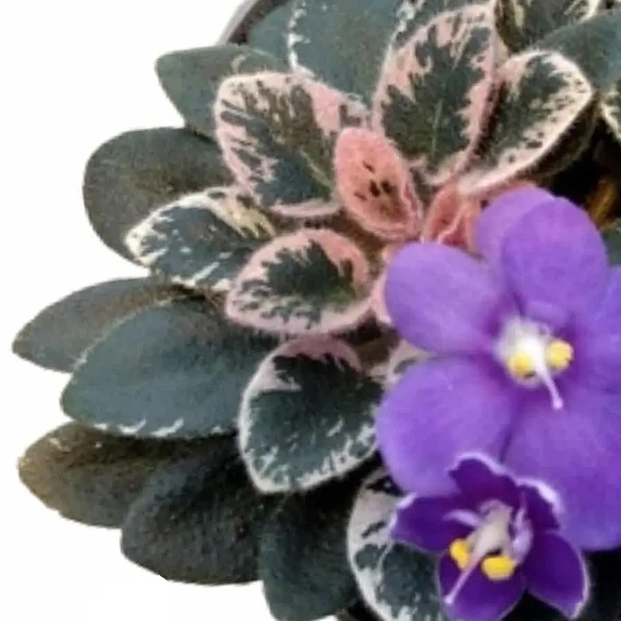 Streptocarpus sect. Saintpaulia 'Little Love Blue' Hauptproduktfoto vor weißem Hintergrund.