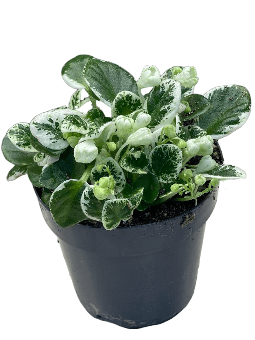 Streptocarpus sect. Saintpaulia 'Snowdrop' vor weißem Hintergrund, Produktfoto 2.