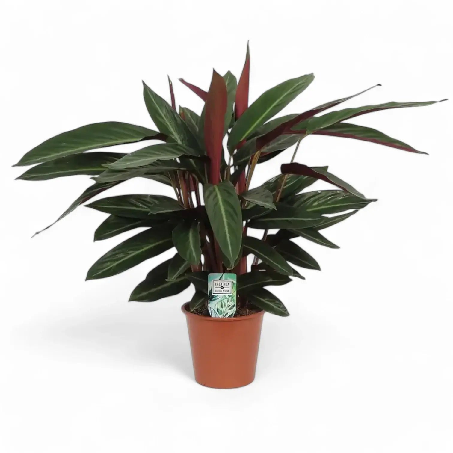 Stromanthe thalia 'Stripestar' potted houseplant in nursery pot on white background, product photo 3.