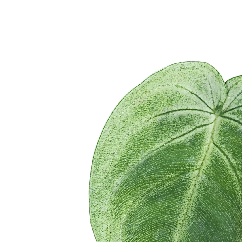 Syngonium macrophyllum 'Ice Frost' ('Frosted Heart') leaf close-up on white background.