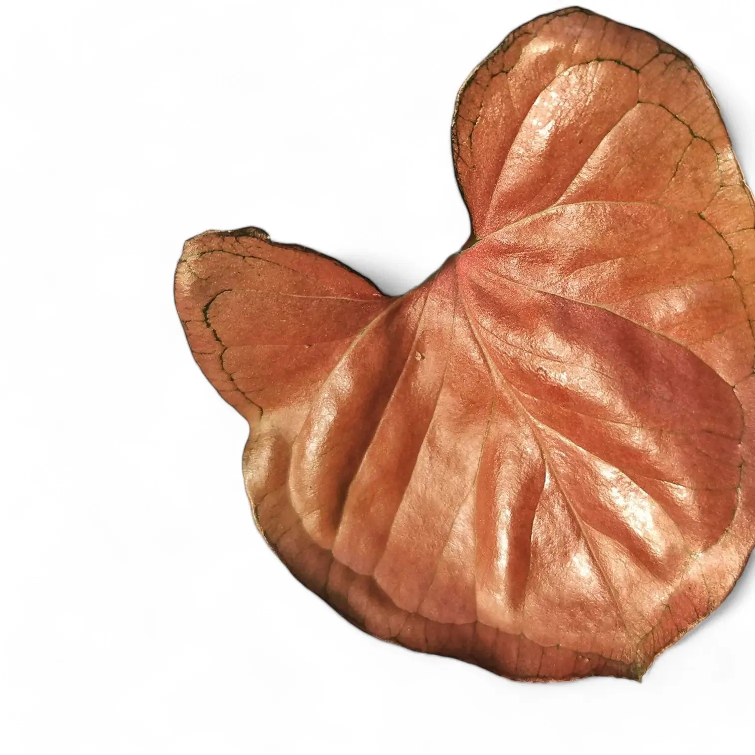 Syngonium podophyllum 'Aom nak' ('Neon tetra', 'Orm nak') potted houseplant in nursery pot on white background, product photo 2.