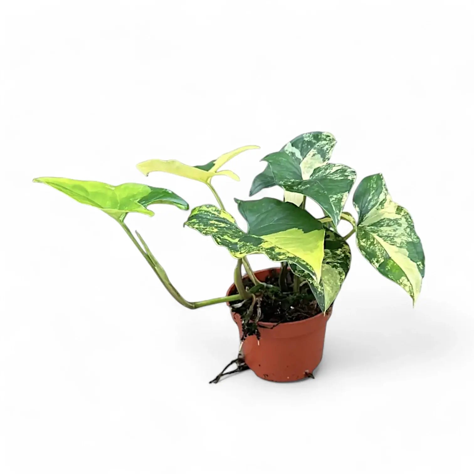 Syngonium podophyllum 'Aureum' potted houseplant in nursery pot on white background, product photo 5.