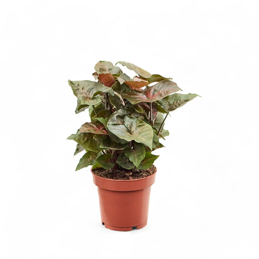Syngonium podophyllum 'Brocante' potted houseplant in nursery pot on white background, product photo 2.