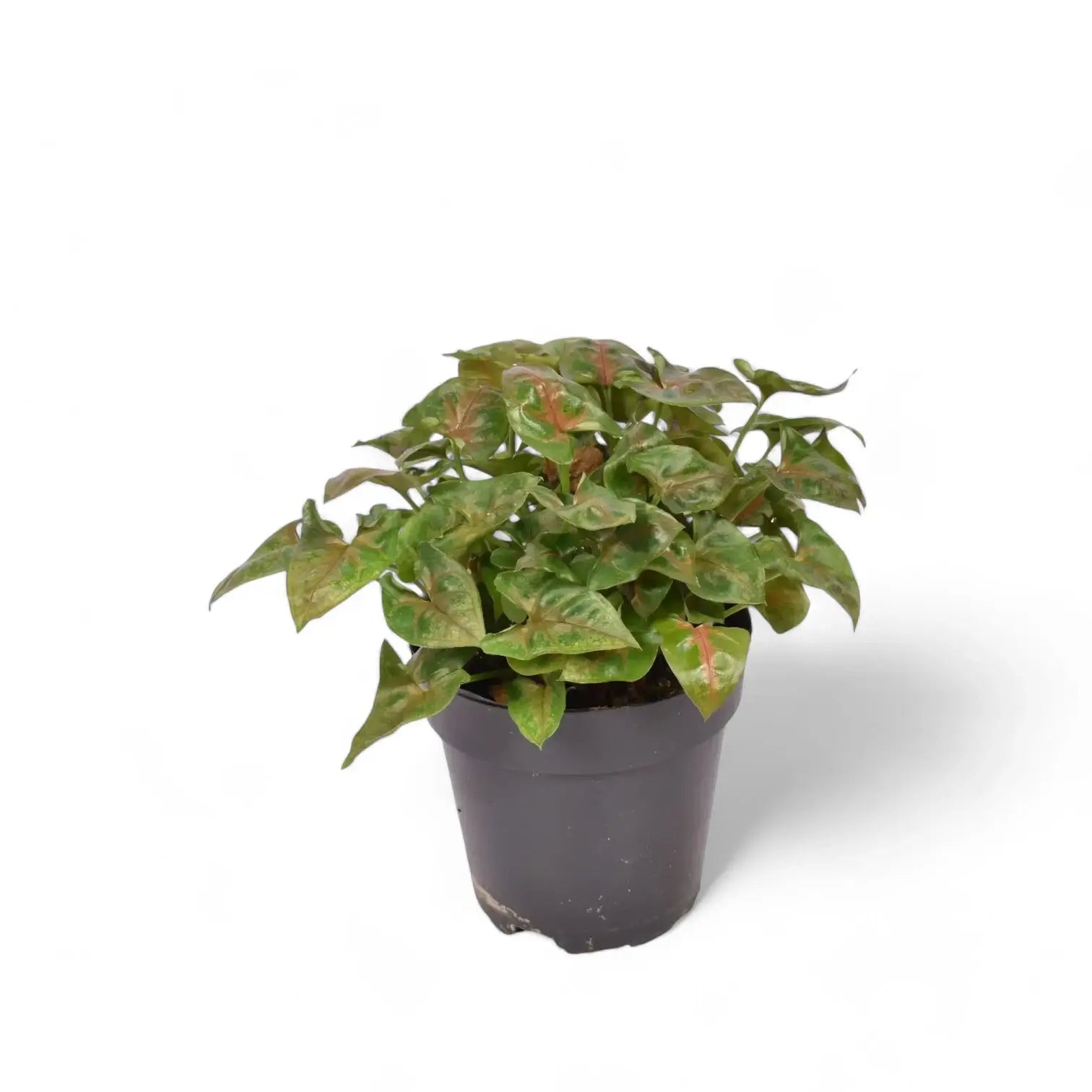 Syngonium podophyllum 'Christmas' potted houseplant in nursery pot on white background, product photo 4.
