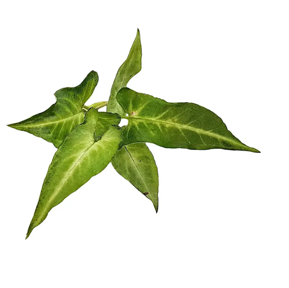 Syngonium podophyllum 'Frizzly' leaf close-up on white background.