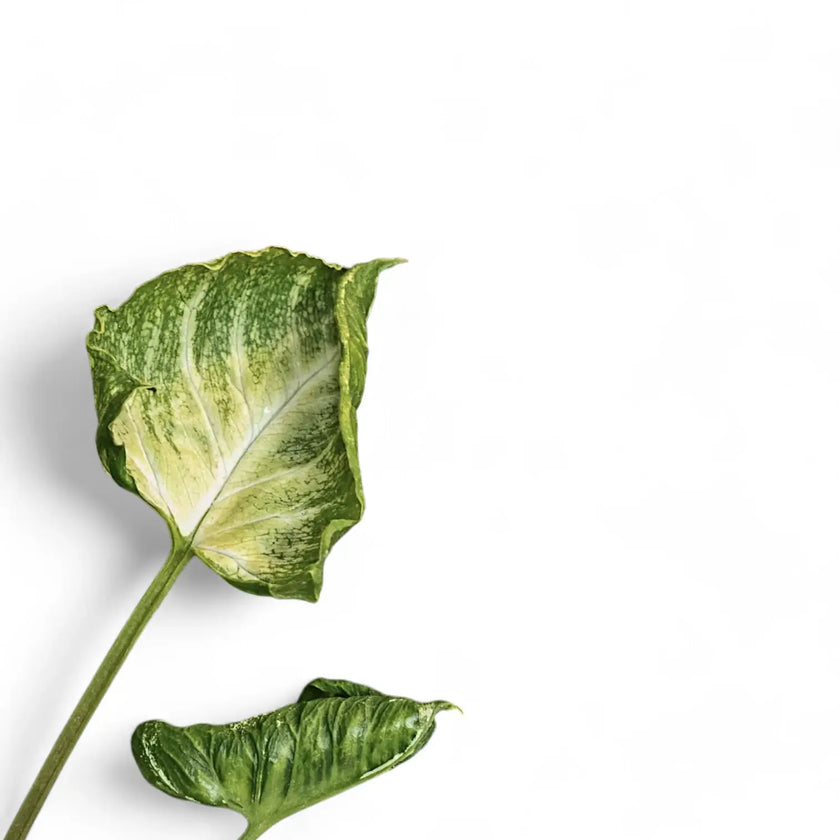 Syngonium podophyllum 'Godzilla' leaf close-up on white background.