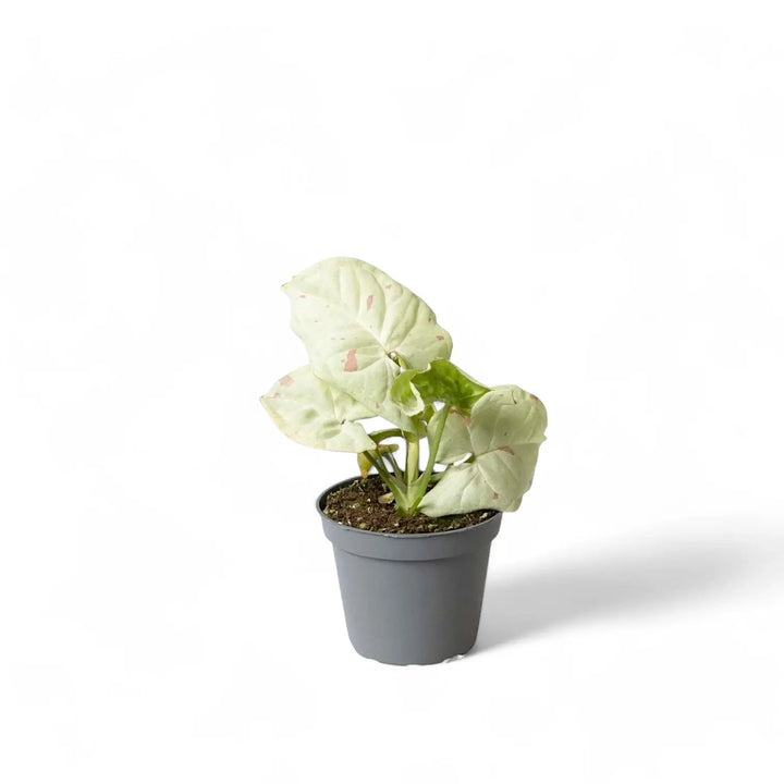 Syngonium podophyllum 'Milk confetti' potted houseplant in nursery pot on white background, product photo 2.