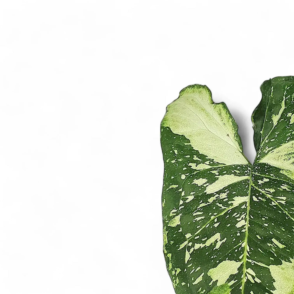 Syngonium podophyllum 'Panda galaxy' leaf close-up on white background.