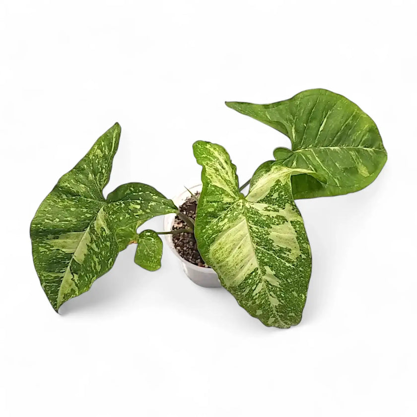 Syngonium podophyllum 'Panda galaxy' potted houseplant in nursery pot on white background, product photo 2.