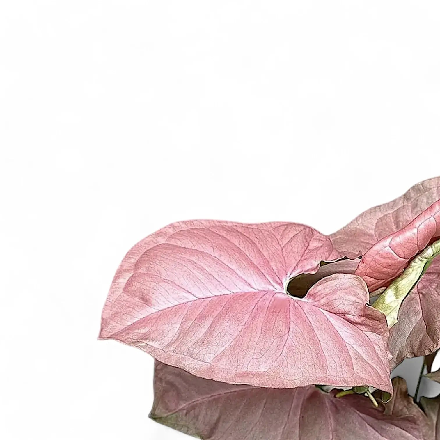 Syngonium podophyllum 'Pink Delight' leaf close-up on white background.