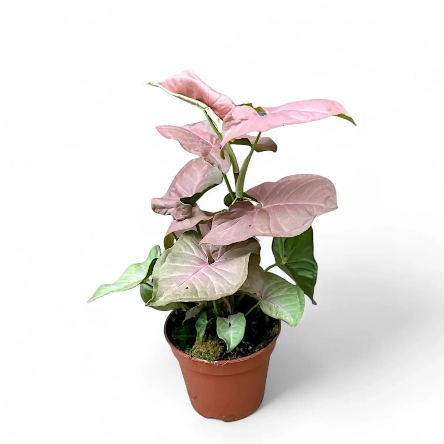 Syngonium podophyllum 'Pink Delight' potted houseplant in nursery pot on white background, product photo 3.