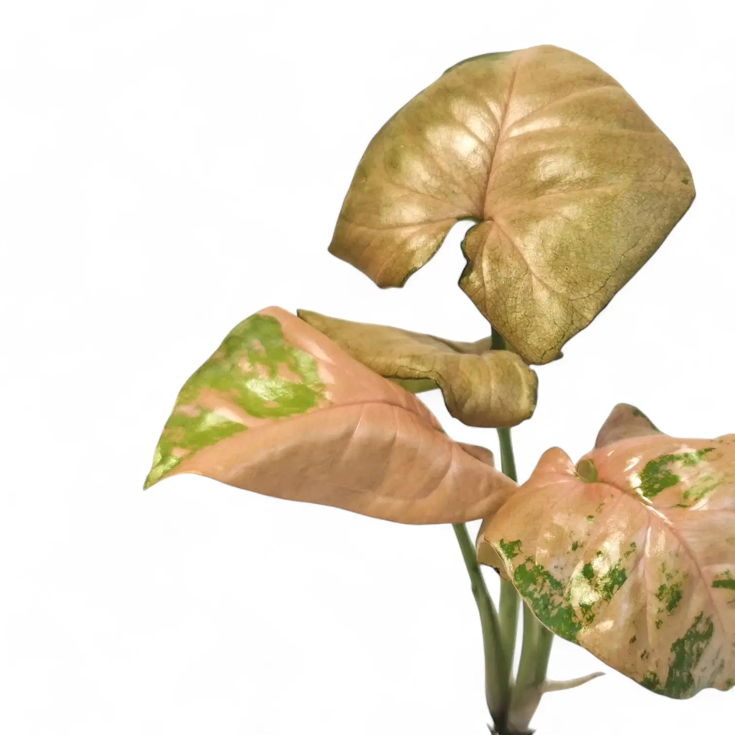 Syngonium podophyllum 'Pink flecked' potted houseplant in nursery pot on white background, product photo 2.