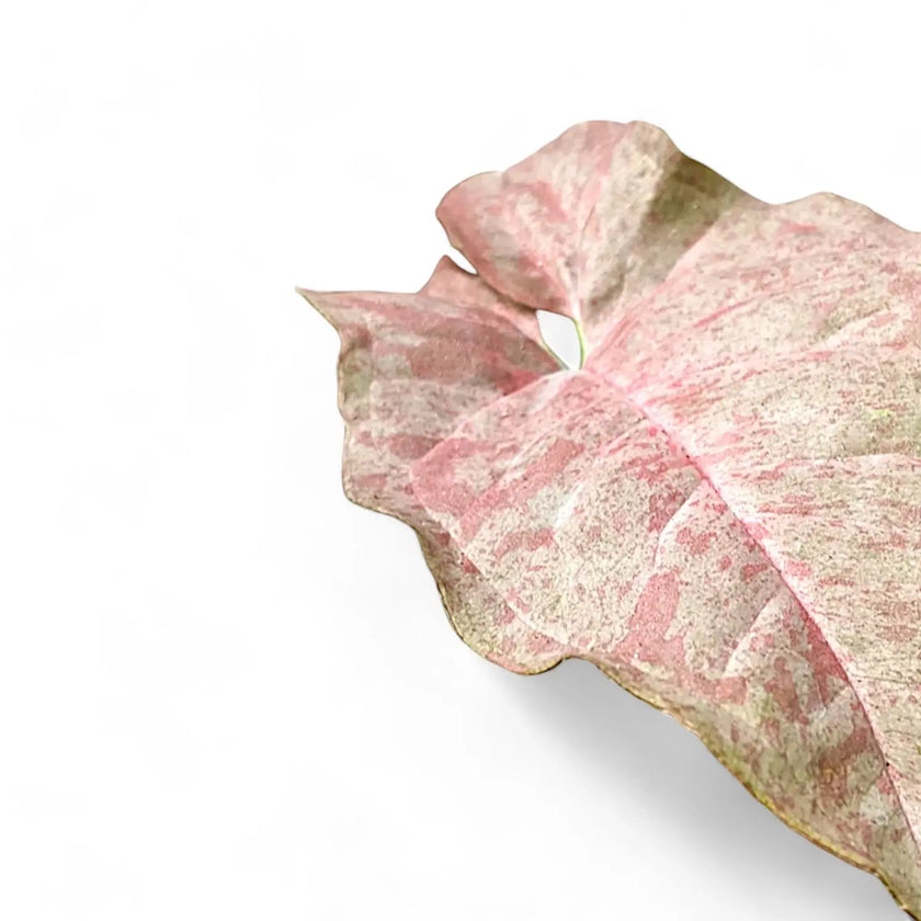 Syngonium podophyllum 'Pink spot' leaf close-up on white background.